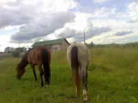 x_4aaa6359.webp