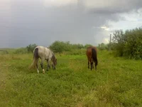 x_a7a6ebdc.webp