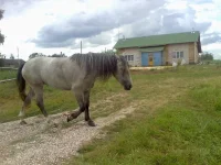 x_4b047c33.webp