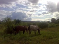 x_aa271c7a.webp