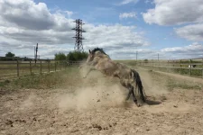 y_e937fdf5.webp