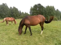 SAM_1814.webp