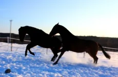 x_bb5352c3.webp