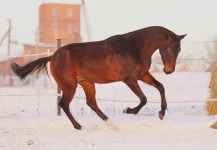 x_511eb515.webp