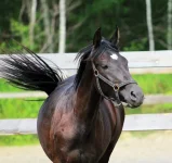 113.webp