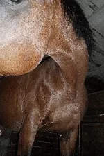 SAM_4332.webp