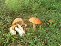 SAM_1860.webp