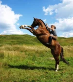 y_de782fa1.webp