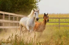EE1998651.webp