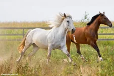 EE1998654.webp