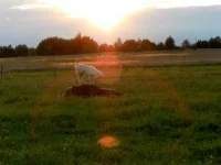 SAM_1951.webp