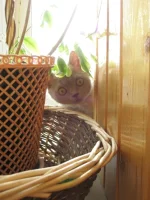 но нэйм.webp