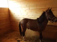 DSCF6391.webp