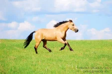 y_5e43c656.webp
