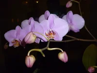 P1000006.webp