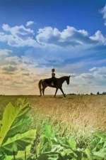 x_686c8e08.webp