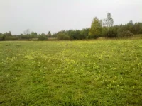 поле.webp