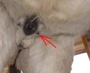 Donkey_stallion_under_ware_1a_crop.webp