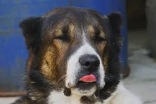 Имир.webp