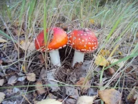 DSC08390.webp