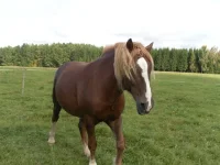 SAM_2034.webp