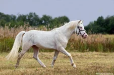 EE1998673.webp