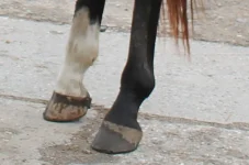 ноги.webp