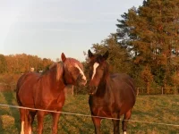 SAM_2039.webp