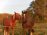 SAM_2040.webp
