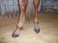 y_fe450d95.webp