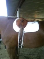 good old saddle.webp