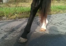 ноги3.webp