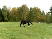 SAM_2094.webp