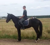 стингер.webp