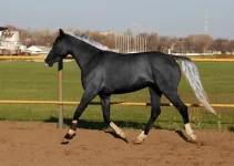 x_66ef7400.webp