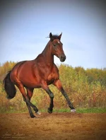 Обюль.webp
