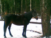 02032008(001).webp