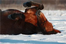 Вишня 10.webp