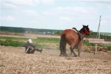Вишня 12.webp