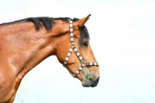 x_39fa178e.webp