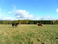 SAM_2131.webp