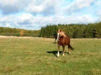 SAM_2130.webp