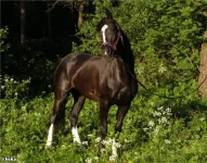 x_2d8b92d9.webp