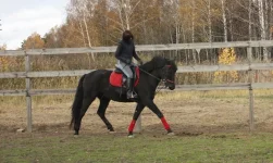 y_1f1c1449.webp