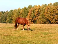 SAM_2164.webp