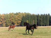 SAM_2173.webp