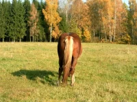 SAM_2166.webp