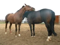 DSCN6515.webp