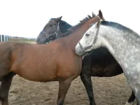 DSCN6521.webp