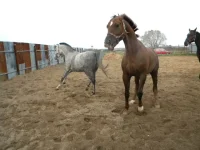 DSCN6502.webp